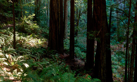 Van Damme State Park, California