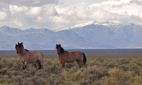 Wild mustangs, Nevada