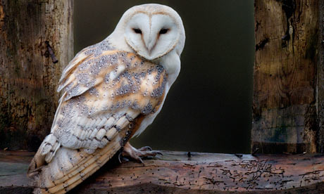 barn owl tyto alba sitting on window ledge