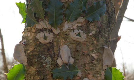 A smiley face on a tree