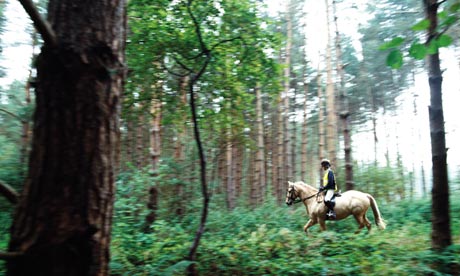 Horse riding alone through the forest