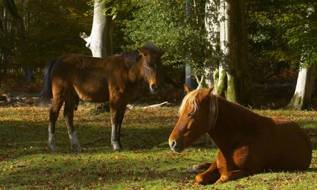 Wild ponies resting in the New Forest