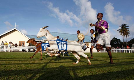 Goat handlers race to the finish line in Tobago.