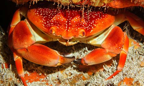 Batwing Coral Crab (Carpilius corallinus).