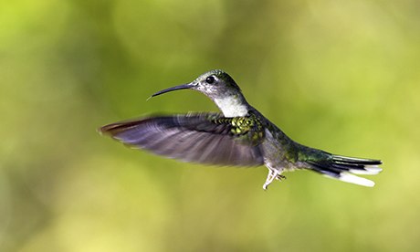 White-tailed sabrewing