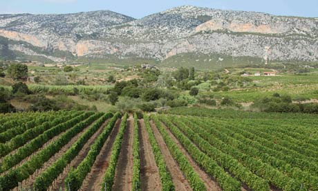 Atha ruja vineyard, Sardinia