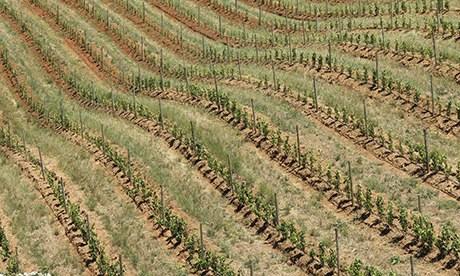 Young vines at Tokara winery, South Africa