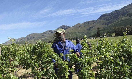 Chamonix winemaker, South Africa