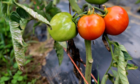 Omerto tomatoes