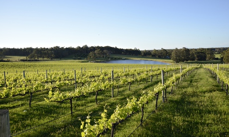 McHenry Hohnen vinyards