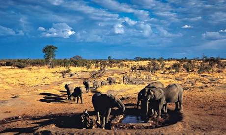 A family of elephants drinking at Big Toms waterhole near Robins camp Hwange national park Zimbabwe