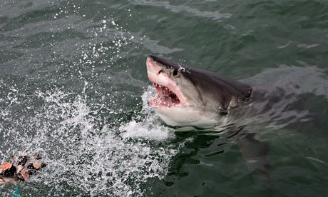 great white shark