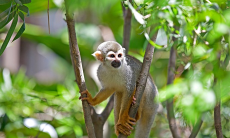 Squirrel Monkey