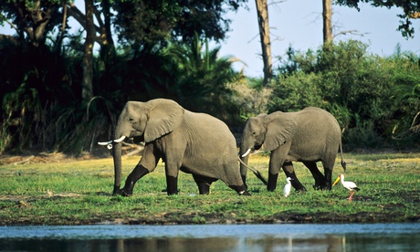 Elephants wading through water on the fringe of the Okavango Delta, Botswana