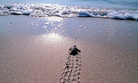 Loggerhead turtle hatchling makes for the sea