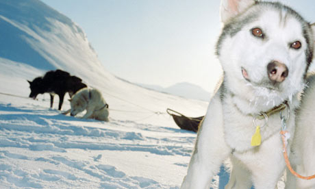 Sled dogs in Norway