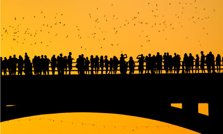 Congress Avenue Bridge's bats, Austin, Texas