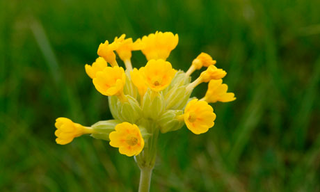 Cowslips in detailed close-up