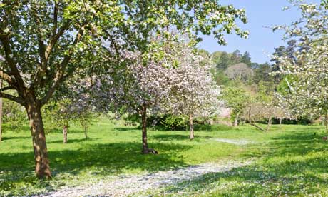 Apple blossom at KillertonN