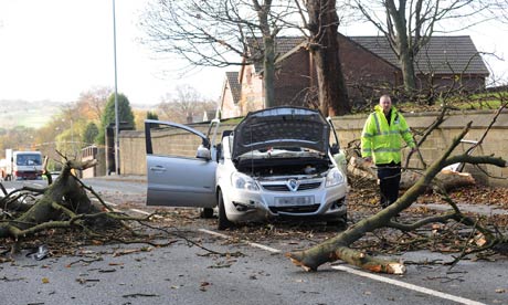 Woman killed by falling tree