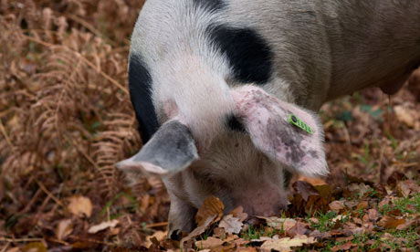 Pigs Eating Acorns