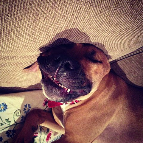 Top pets: sleeping dogs