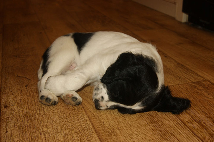 Top pets: sleeping dogs