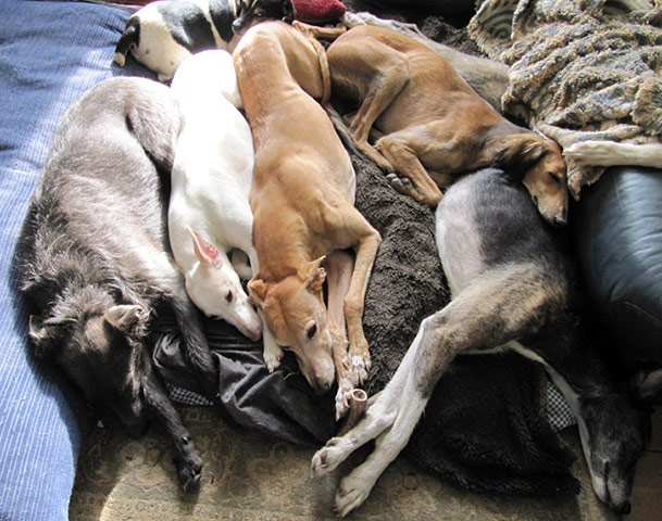 Top pets: sleeping dogs