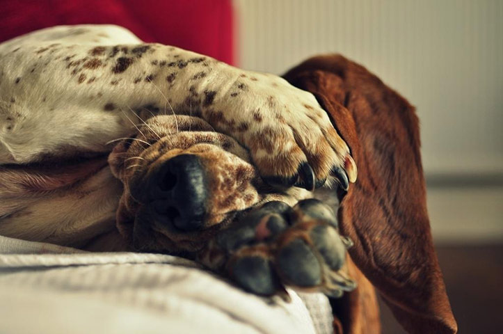 Top pets: sleeping dogs