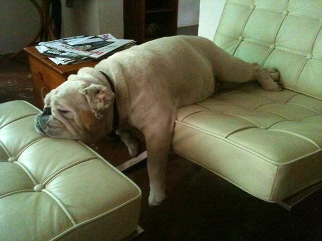 Top pets: sleeping dogs: Top pets: sleeping dogs