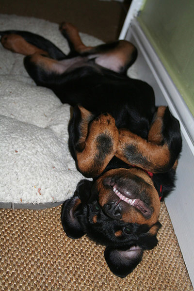 Top pets: sleeping dogs