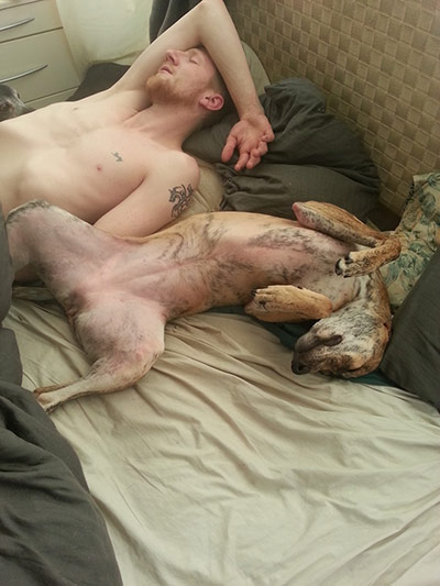 Top pets: sleeping dogs