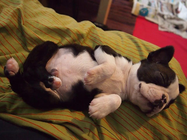 Top pets: sleeping dogs