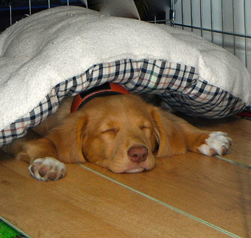 Top pets: sleeping dogs
