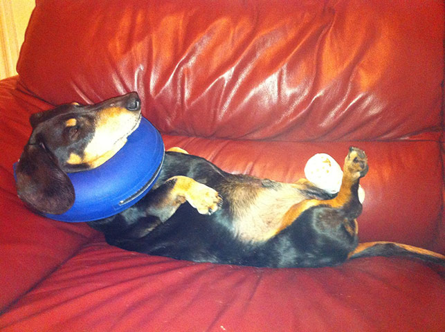 Top pets: sleeping dogs