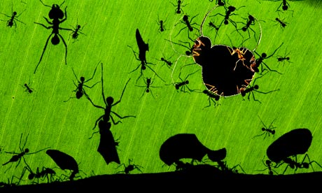 Ants claim photo of the year
