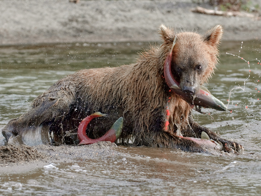bear-eats-salmon-in-Kamch-003.jpg