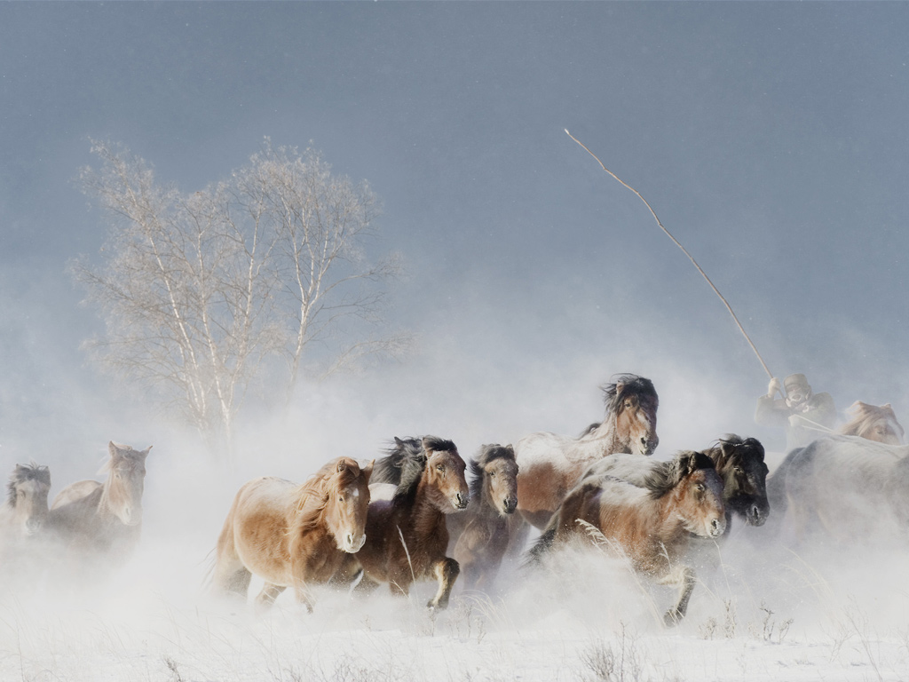 wild-ponies-in-mongolia-003.jpg