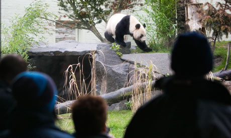 Giant Pandas in Edinburgh zoo