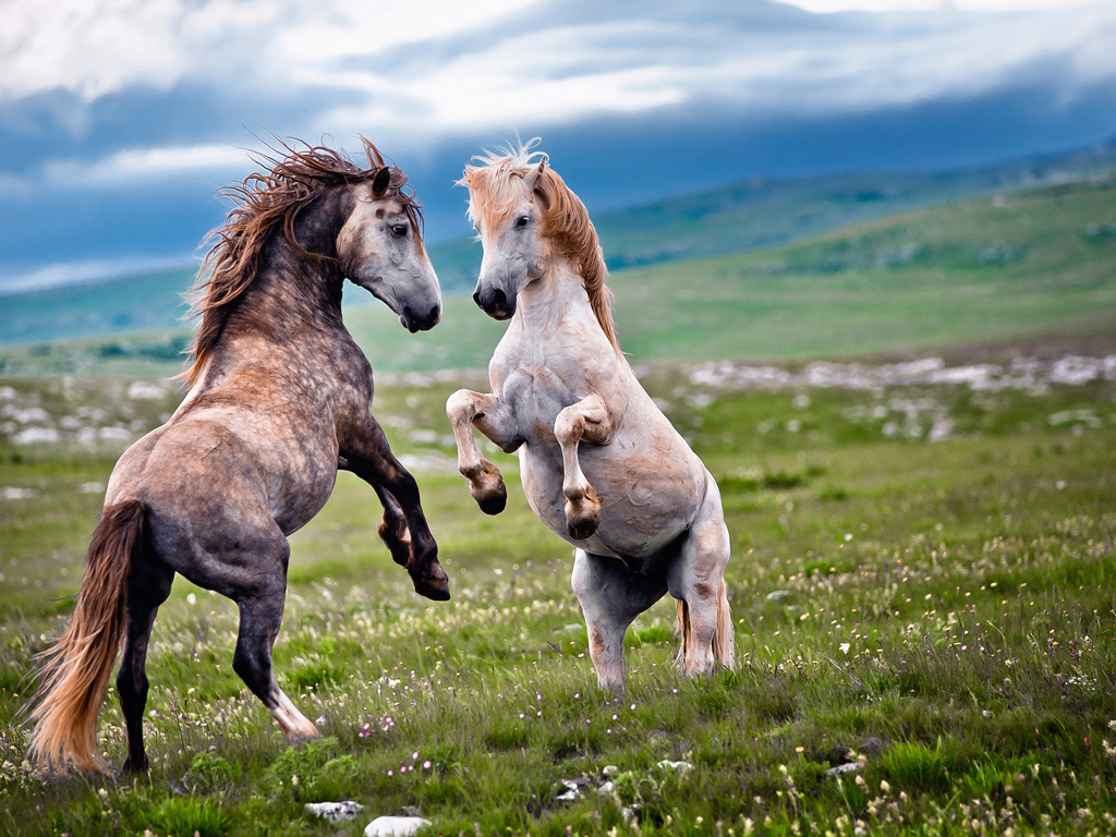 Wild-stallions-in-Bosnia-002.jpg