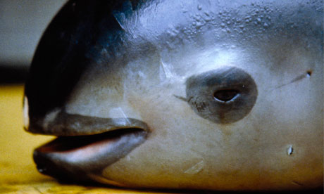 A dead California Gulf porpoise, also known as a vaquita (Phocoena sinus) 