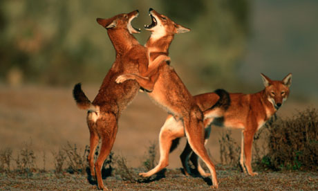 Ethiopian Wolves 