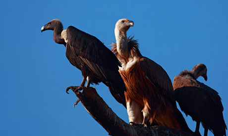 Long-billed vultures, Gyps indicus