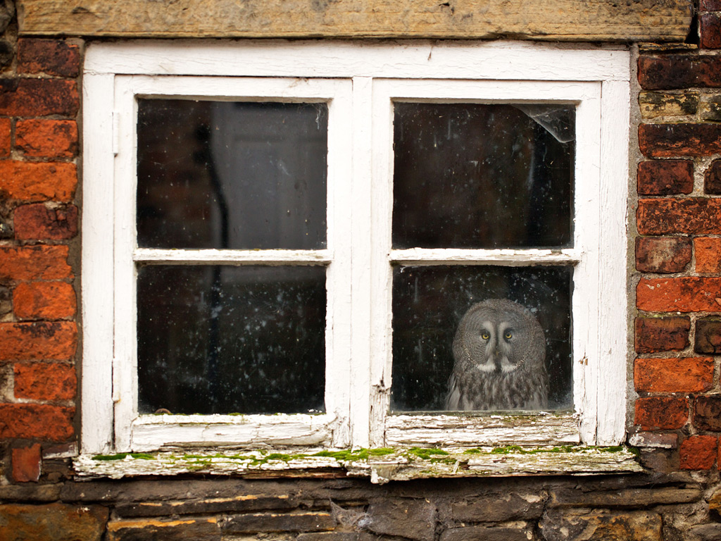 An owl in a window
