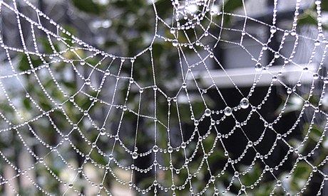 A spider's web photographed with the Sony DSC-QX10 smartphone lens