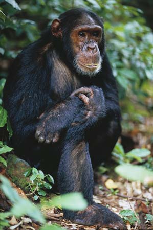 hi_res_eastern_chimpanzee-6338.jpg