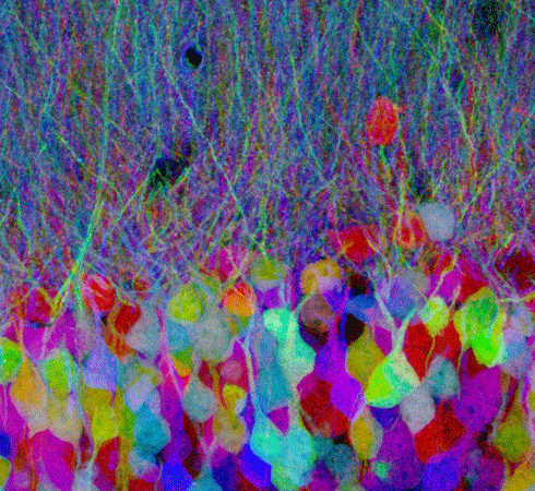 Brainbow Mice Science The Guardian