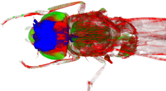 3d image of a fruitfly