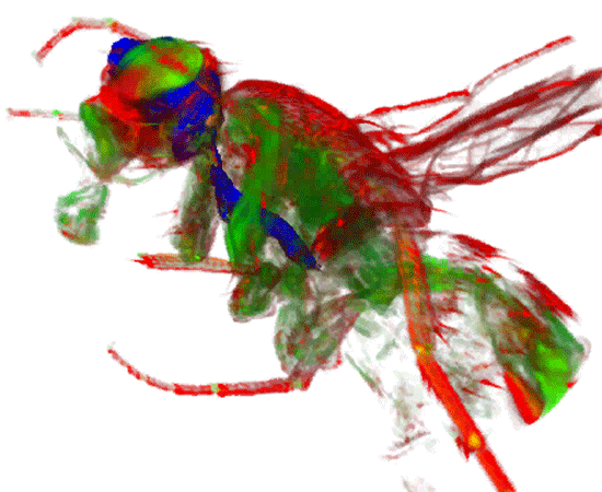 3d image of a fruit fly