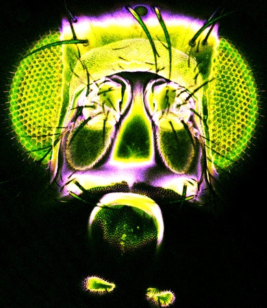 Confocal image of the haed of a fruit fly